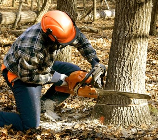 Tree Removal in National City, MI